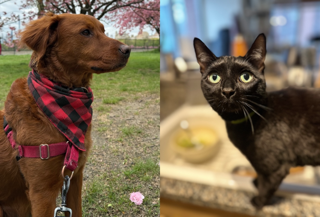 Copper and Jade - Terry's rescue dog and cat